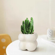 佰花錦辦公桌面綠植盆栽發(fā)財(cái)樹室內(nèi)客廳奶油風(fēng)網(wǎng)紅盆景精致美觀四季好養(yǎng) 萬重山+PVC白泡泡盆 整體高度約15-25cm