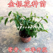 醉春木山野藥材苗系列 深山中草藥種苗接骨草金銀花三叉苦茵陳樹苗 金銀花小苗1棵 帶盆栽好