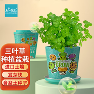 IAM City Farmer三葉草迷你盆栽  兒童種植小盆栽學生幼兒園diy綠植根系觀察10018