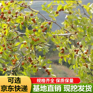棗樹活苗當(dāng)年結(jié)果地栽棗子樹苗南方北方種植棗樹嫁接苗特大青棗苗 高維C酸棗4年嫁接苗(當(dāng)年結(jié)果)