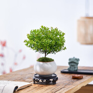 八芽 小葉赤楠盆景擺件室內(nèi)綠植花卉盆栽老樁客廳辦公室桌面好養(yǎng)植物 小葉赤楠+白裂紋金邊盆+密胺托盤+絲絨鋪面