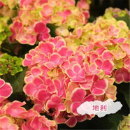 云南繡球花苗基地直銷(xiāo)陽(yáng)臺(tái)庭院無(wú)盡夏八仙花盆栽地栽耐寒原土發(fā)貨 地利【10顆繡球花苗】 不含盆