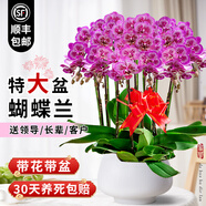 臨雅【特大號】蝴蝶蘭盆栽帶盆帶花苞開業(yè)喬遷送禮室內(nèi)客廳年宵鮮花卉 【小孔雀】八梗+白圓鼓盆