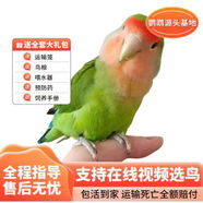 若宸智慧農(nóng)業(yè)鸚鵡活體養(yǎng)殖基地直發(fā)健康活潑可愛 綠桃牡丹1只公