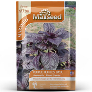Marseed 進(jìn)口可食用九層塔檸檬熱那亞泰國大葉甜羅勒種子籽孑 【獲獎(jiǎng)】紫夜羅勒100-150粒 AAS