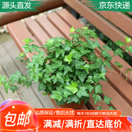急兔常春藤盆栽好養植物垂吊蘭長(cháng)春藤四季爬藤/常青藤原盆土源頭直發(fā)