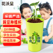 花沃里【2025不走豌路】豌豆種植杯蔬菜種子學(xué)校兒童DIY種植套裝盆栽1個(gè)