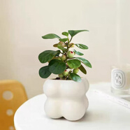 佰花錦辦公桌面綠植盆栽發(fā)財(cái)樹室內(nèi)客廳奶油風(fēng)網(wǎng)紅盆景精致美觀四季好養(yǎng) 小盼菩提+PVC白泡泡盆 整體高度約15-25cm