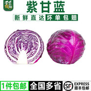千牛優(yōu)福紫甘藍3-10斤 紫包菜新鮮蔬菜沙拉食材紫色的球生菜西餐紅紫椰菜 5斤