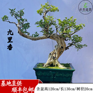 卓美御庭小葉榆樹(shù)盆栽綠植擺件雀梅梔子花室內外客廳高端造型盆景中秋禮物 精品九里香盆景01號