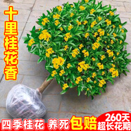 京悠雨德國(guó)桂花樹苗盆栽可食用金桂四季桂開花大樹室內(nèi)外陽(yáng)臺(tái)庭院濃香型 【促銷2顆】原生桂花3年苗【高25-30cm】 不含盆