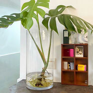 大號養龜背竹專(zhuān)用玻璃花瓶大口徑高604030厘米的透明寬口水培器皿 口徑12高度30[cm]