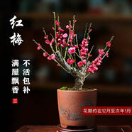 沭之美紅梅臘梅花樹苗室內(nèi)植物庭院 紅梅約1cm粗小苗（不含盆）源頭直發(fā)