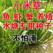 小米草種籽水草喂魚(yú)草植物種子耐高溫龍蝦養殖專(zhuān)用草四季水淹養殖 特級小米草種子5斤裝