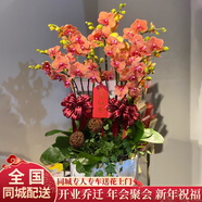 植伴蝴蝶蘭盆栽喬遷開(kāi)業(yè)商務(wù)慶典鮮花速遞同城室內植物花卉上海配送花 _萬(wàn)事可期--8株蝴蝶蘭盆栽（花盆類(lèi)似）