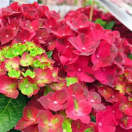 云南繡球花苗基地直銷陽(yáng)臺(tái)庭院無(wú)盡夏八仙花盆栽地栽耐寒原土發(fā)貨 甜蜜幻想【10顆繡球花苗】 不含盆