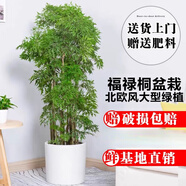 嘆為觀止 大型盆栽 單桿辮子發(fā)財(cái)樹天堂鳥綠蘿散尾葵辦公室內(nèi)開業(yè)喬遷禮品 福祿桐1.2-1.4米【圓柱盆】 含盆