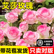 開(kāi)時(shí)果 月季玫瑰花苗帶花苞發(fā)貨 四季開(kāi)花特大花卉綠植物薔薇花陽(yáng)臺盆栽 艾莎【180#帶花苞】 1盆（開(kāi)花 包對版）