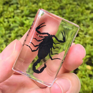 真實昆蟲標本樹脂真蟲擺件教學玩具動物琥珀蝴蝶蝎子蜘蛛蜈蚣甲蟲 黑蝎 4.5X3cm
