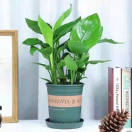 天堂鳥盆栽室內(nèi)大型植物四季常青不落葉植物凈化空氣植物盆栽綠植 天堂鳥加侖盆【40-60厘米高】