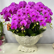 Only you【兩小時(shí)達(dá)】蝴蝶蘭帶花苞花劍花盆真花蘭花盆栽開業(yè)喬遷佛堂供花 18株紫色（瓷盆隨機(jī)）