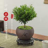 八芽 小葉赤楠盆景擺件室內(nèi)綠植花卉盆栽老樁客廳辦公室桌面好養(yǎng)植物 （舍得紫砂盆赤楠+苔蘚鋪面+底座）