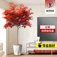 嘆為觀止大型盆栽金錢(qián)榕百合竹金錢(qián)樹(shù)發(fā)財(cái)樹(shù)清香木辦公室內(nèi)落地款中型植物 紅楓1.5-1.7米【鉆石盆】 含盆