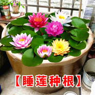 蝶沾花大睡蓮四季水生水培植物花卉種子開花水養(yǎng)荷花水蓮花盆栽綠植池塘 大睡蓮花根塊 6個 不帶盆