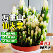 京厽仙人掌萬重山盆栽植物桌面懶人綠植網(wǎng)紅多肉室內(nèi)辦公室盆景 萬重山901盆 高約10-15cm 年底了貨不高 含盆