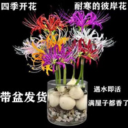 曼珠沙華彼岸花種球花卉石蒜盆栽地栽四季開(kāi)花植物曼珠沙華濃香花 12顆種球【混色】2-3個(gè)月開(kāi)花 水培【送白色鵝卵石+透明玻璃瓶】