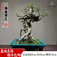 卓美御庭小葉榆樹(shù)盆栽綠植擺件雀梅梔子花室內外客廳高端造型盆景中秋禮物 海南博蘭04號