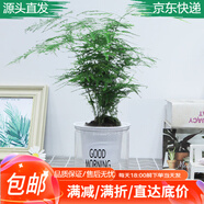 急兔文竹盆栽水培土培綠植桌面植物易活四季常青花卉含早安盆源頭直發(fā)