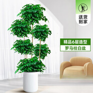 拓塞幸福樹盆栽客廳大型綠植辦公室內(nèi)植物平安樹盆景老樁 幸福樹-造型-五層-1.8-1.9m-白色