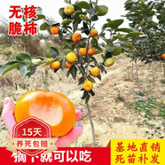 歐悟【買2顆送1顆】嫁接車?yán)遄訕涿绱髾烟覙涿缗柙怨麡涿缒灸媳狈椒N植 無核脆柿子樹苗 6年苗當(dāng)年結(jié)果