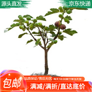 萌肉居無花果樹苗 果樹苗 矮化盆栽 地栽南無花果樹矮化苗源頭直發(fā)