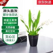 萌肉居文心蘭夢(mèng)香花卉蘭花香水綠植跳舞蘭貴貨盆栽文心蘭原盆源頭直發(fā)