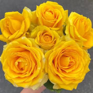寶御安英國玫瑰絨球門廊大花濃香月季花苗四季開花陽臺庭院花鏡植物耐熱 蘇格蘭黃油   6加侖大苗 不含盆