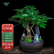 七葉蓮室內(nèi)綠植八方來財(cái)盆栽辦公桌面發(fā)財(cái)樹客廳花卉好養(yǎng)植物盆景 紫砂盆【七葉蓮】 整套成品（山石苔蘚，帶盆種好）