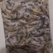采緹（CAITI）麥穗魚(yú)飼料魚(yú)活體魚(yú)淡水養殖小魚(yú)龍魚(yú)鱷龜飼料喂烏龜吃的小魚(yú) (順豐)冰凍小鯽魚(yú)（5-10cm）2斤