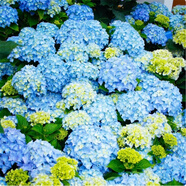 云南繡球花苗基地直銷陽臺庭院無盡夏八仙花盆栽地栽耐寒原土發(fā)貨 夢幻【10顆繡球花苗】 不含盆