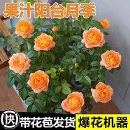 開(kāi)時(shí)果 月季玫瑰花苗帶花苞發(fā)貨 四季開(kāi)花特大花卉綠植物薔薇花陽(yáng)臺盆栽 果汁陽(yáng)臺【130#帶花苞】 1盆（開(kāi)花 包對版）