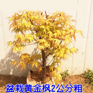 苗圃直銷(xiāo)綠化樹(shù)苗 日本橙之夢(mèng)黃金楓樹(shù)苗 紅楓樹(shù)苗 赤楓樹(shù)苗盆栽