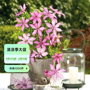 虹越（HONGYUE）爬藤鐵線蓮C2.5盆栽苗 花園陽(yáng)臺(tái)花墻花柱裝飾藤本花卉 【矮生大道組·HN】吉賽爾 C2.5