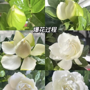 大葉梔子花鮮切花當(dāng)天現(xiàn)摘大花苞濃香型鮮花臥室花瓶插花水培鮮花 大葉大梔子花10支(生鮮包裝) 普通快遞(72小時(shí)內(nèi)到達(dá))