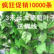 仿真大葡萄藤叶子花藤绿藤吊顶屋顶装饰假花藤蔓植物树叶塑料藤条 3米图片
