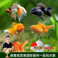 云峰海瑞觀賞金魚 冷水魚 觀賞魚金魚 活體魚 淡水魚小金魚活魚錦鯉魚 【當(dāng)年魚苗】3-5厘米5條（隨機(jī)）