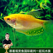 云峰海瑞 小型熱帶魚觀賞魚活體紅綠燈魚淡水水族魚寵物虎(四間魚)皮魚 黃曼龍魚3條