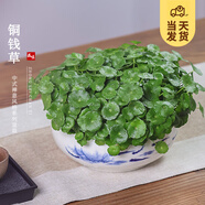 開時果 銅錢草水培盆栽帶葉發(fā)貨 綠植物水生金錢草桌面盆景源頭直發(fā)包郵 【約300-400棵】8寸游魚戲水瓷盆 【精品銅錢草-帶葉子】