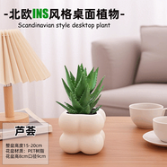 綠有意綠植盆栽辦公室桌面好養(yǎng)花卉綠植凈化空氣簡約創(chuàng)意網(wǎng)紅綠植花卉 蘆薈+奶油泡泡云朵盆+托盤+肥 北歐綠植奶油泡泡云朵盆