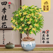 開時果 四季桂花盆栽樹苗濃香型 新中式盆景辦公室內綠植物源頭直發(fā)包郵 精品四季桂+流釉藍瓷盆 【整高約40-50cm左右】